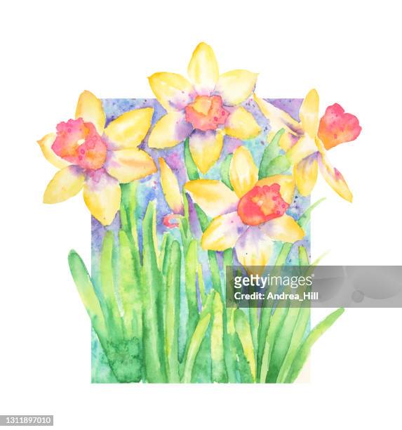 ilustrações, clipart, desenhos animados e ícones de pintura aquarela daffodils. ilustração de raster - paperwhite narcissus