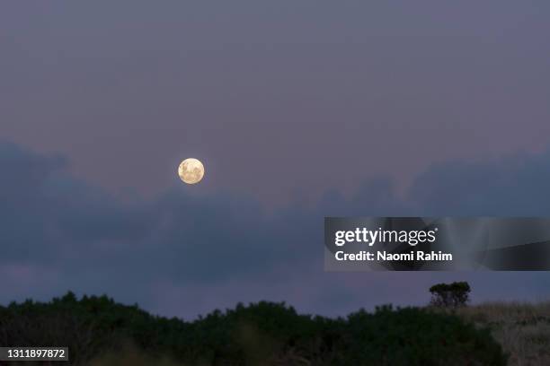 full moon rises over windswept landscape against a purple sky - mondlicht stock-fotos und bilder
