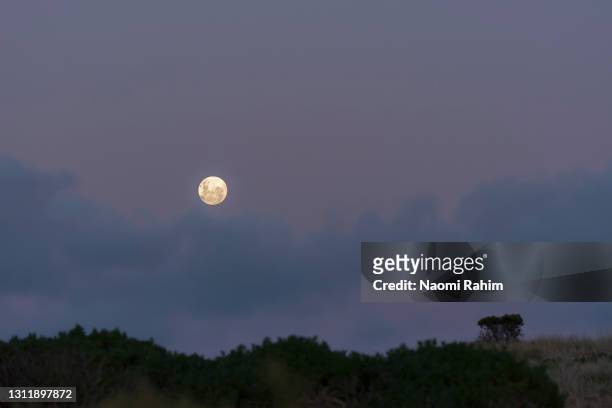 full moon rises over windswept landscape against a purple sky - månljus bildbanksfoton och bilder