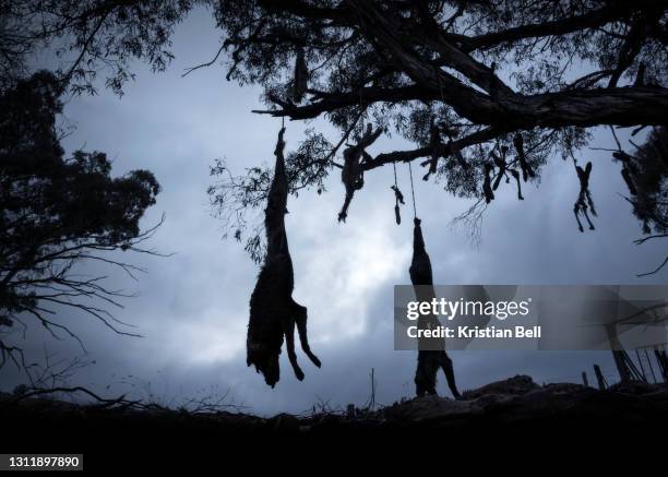 silhouette of dead, wild dogs (dingos) hanging from tree in australia - winter australia stockfoto's en -beelden