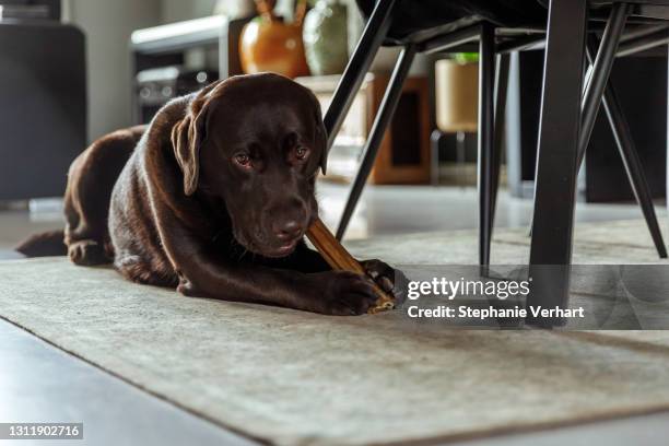 chocolate labrador lying and chewing a dog bone on a carpet - dog with a bone stock pictures, royalty-free photos & images