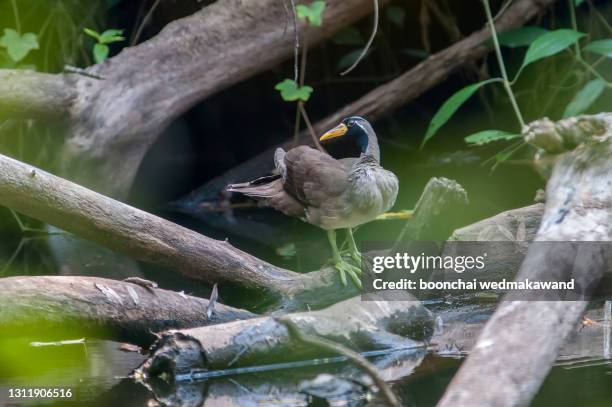 finfoot, masked finfoot, asian finfoot - u.s. department of the interior stock pictures, royalty-free photos & images