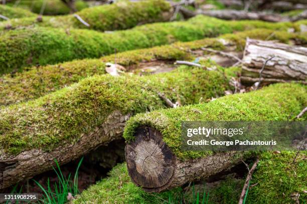 moss growing on cut logs - moos stock-fotos und bilder