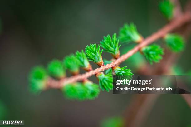 close-up of needles growing on the tree - zoom in stock pictures, royalty-free photos & images