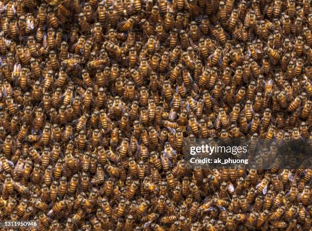 beehive - swarm of insects stock pictures, royalty-free photos & images