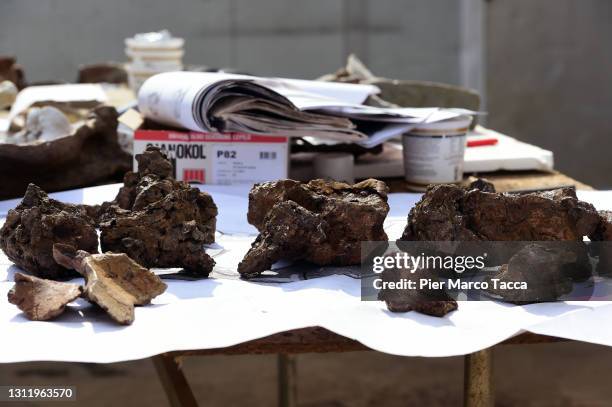 Some vertebrae are displayed on a table during the reconstruction of the skeleton of 'Big John' triceratops in the Zoic laboratory on April 9, 2021...