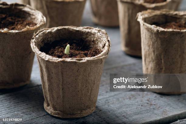 a seedling or sprout of a vegetable or fruit. seedlings sprouted and growing in biodegradable peat moss pots filled with soil or black soil, on a wooden background or table. growing organic farm products. gardening concept, hobby. close-up. - bean sprout stock-fotos und bilder