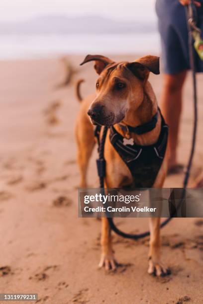 young dog standing on the beach next to the owner - animal harness stock pictures, royalty-free photos & images