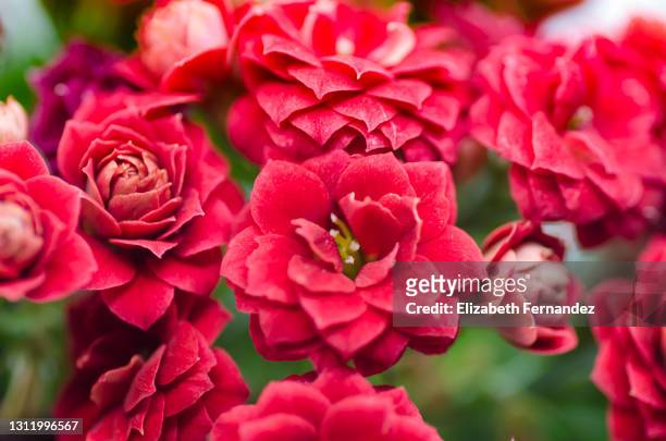 kalanchoe blossfeldiana in bloom - kalanchoe stock pictures, royalty-free photos & images