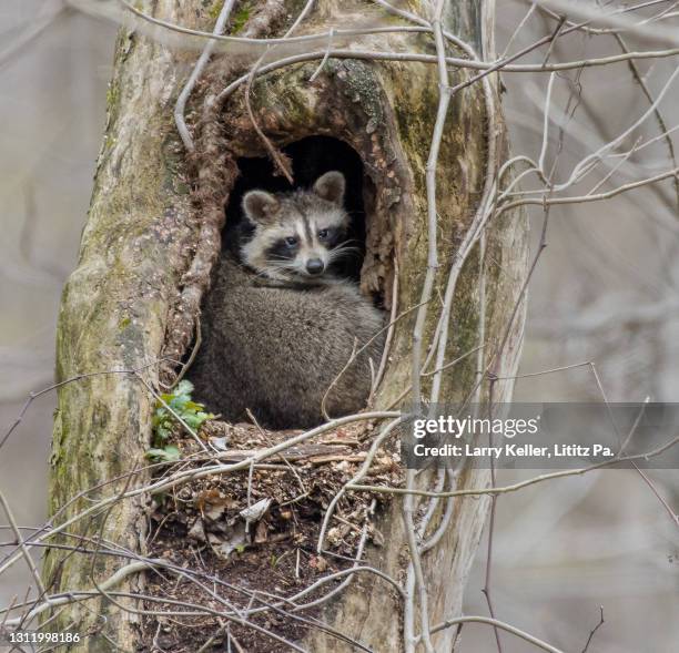 raccoon in his den a hole in a tree - bandit stock pictures, royalty-free photos & images
