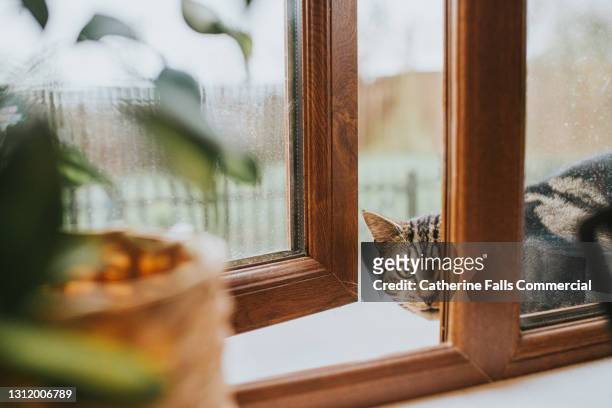 cat peering through a window - worried pet owner stock pictures, royalty-free photos & images