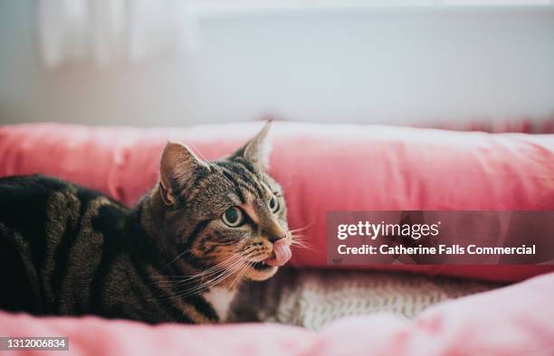 tabby cat lying down and licking her lips - drool stock pictures, royalty-free photos & images