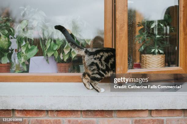 tabby cat entering through an ajar window - andar em bico de pés imagens e fotografias de stock