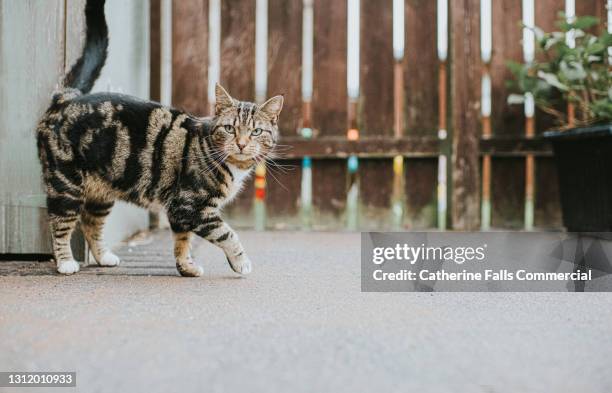 young tabby cat walks on paved back yard - gatto soriano foto e immagini stock