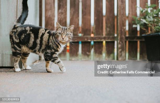 young tabby cat walks on paved back yard - tabby cat stockfoto's en -beelden