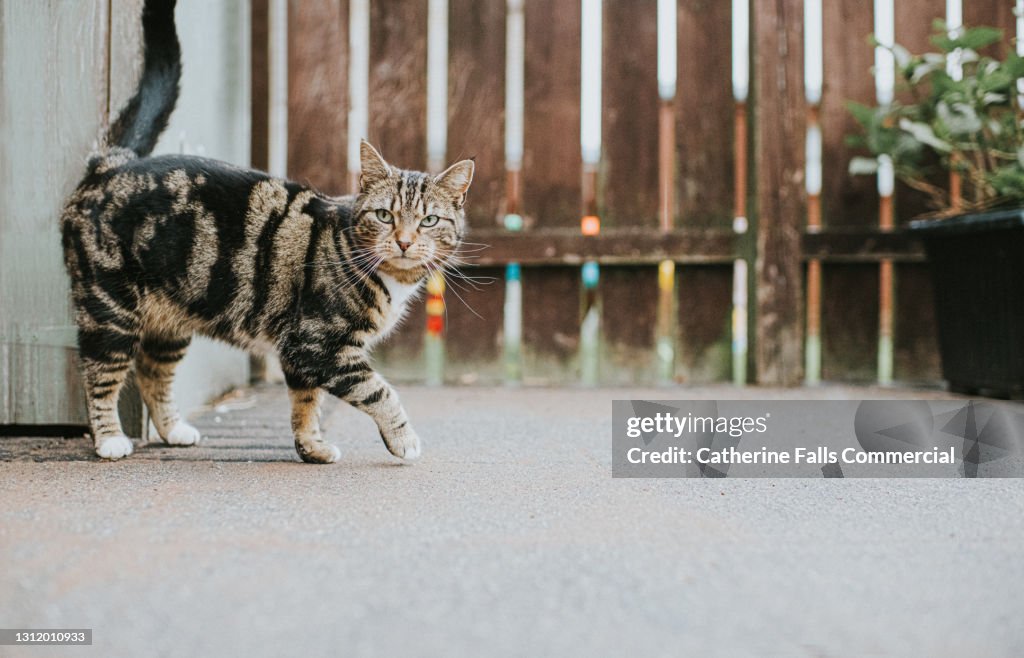 Young Tabby Cat walks on Paved Back Yard