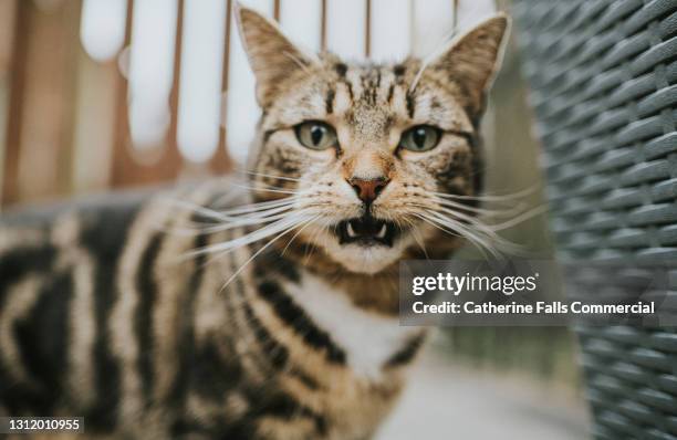 close-up of a tabby cat looking directly into the camera - angry cat stock pictures, royalty-free photos & images