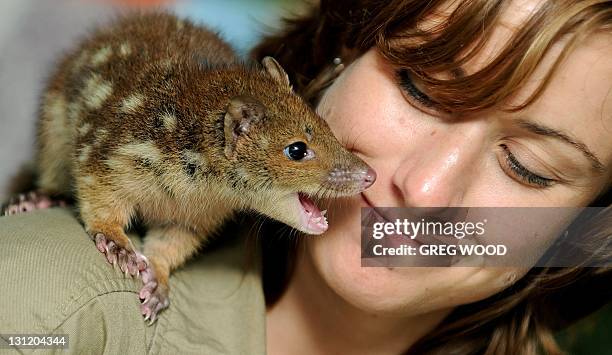 Mammals keeper Kylie Hackshall gets close to a baby spotted-tail quoll at WILD LIFE Sydney on November 3, 2011. WILD LIFE Sydney has seen five...
