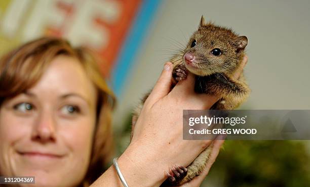 Mammals keeper Kylie Hackshall holds up a baby spotted-tail quoll at WILD LIFE Sydney on November 3, 2011. WILD LIFE Sydney has seen five nationally...