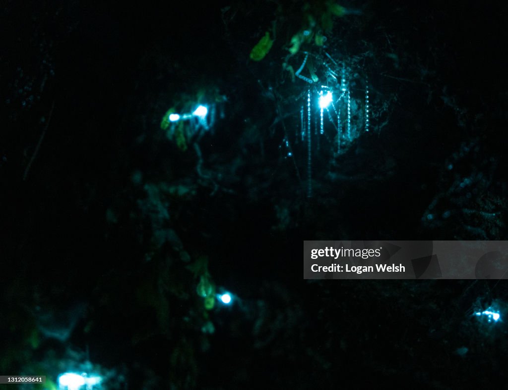 Glow Worms in the Otways