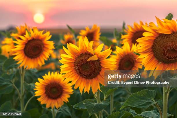 sunset flowers - sunflowers stock pictures, royalty-free photos & images