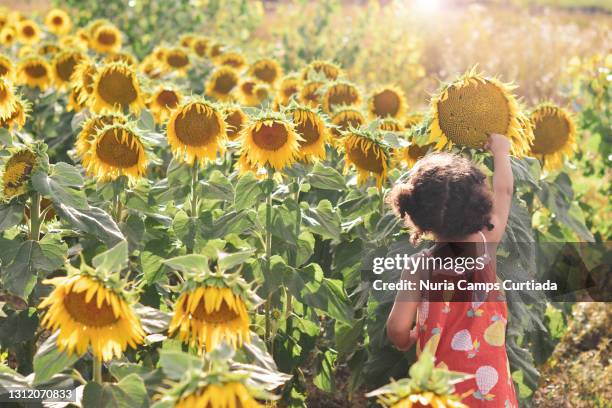 girasol 1 - sonnenblumenkern stock-fotos und bilder