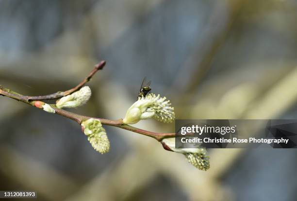catkins - weidenkätzchen stock-fotos und bilder