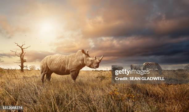 rhinoceros standing in grass - rhino stock pictures, royalty-free photos & images