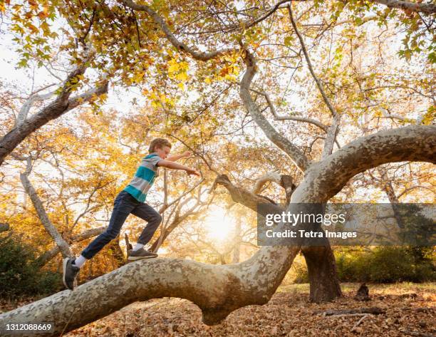 united states, california, mission viejo, boy (10-11) climbing tree in forest at sunset - kinder wald herbst äste natürlich stock-fotos und bilder