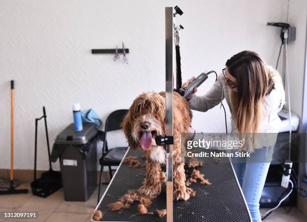 Dog is groomed at Paws For Thought Dog Grooming on April 12, 2021 in Leek, England. England has taken a significant step in easing its lockdown...