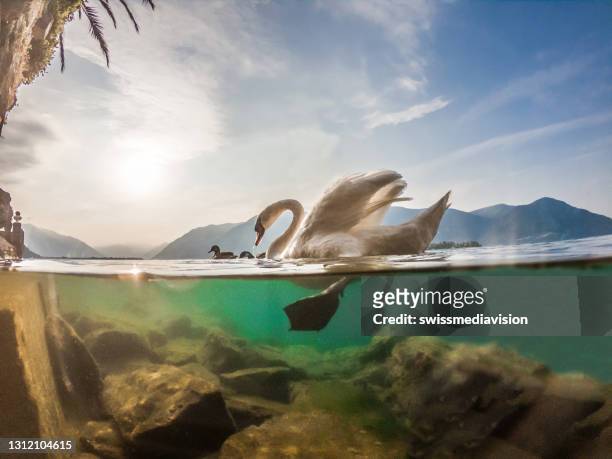 マッジョーレ湖、ティチーノの白鳥の水中ショット - split screen ストックフォトと画像