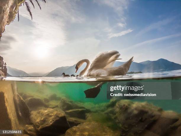 onderwater schot van zwaan op meer maggiore, ticino - bird transparent stockfoto's en -beelden