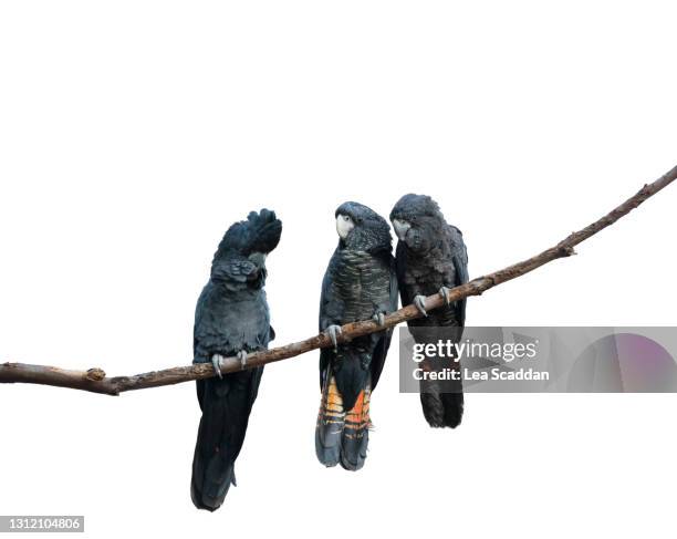 three black cockatoos - grupo pequeño de animales fotografías e imágenes de stock