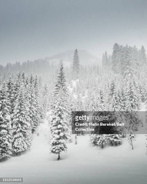Pine trees on a snowy mountain in Austria