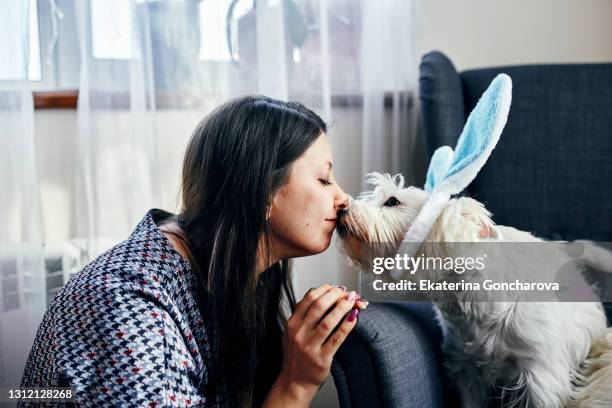 a young woman plays with her dog, a white terrier, wearing bunny ears - dog easter imagens e fotografias de stock
