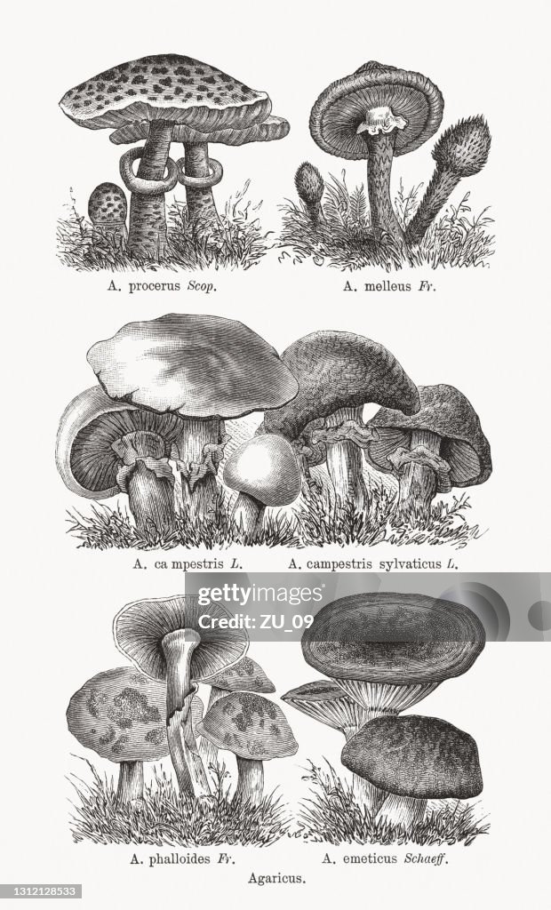 Agaricus, wood engravings, published in 1893