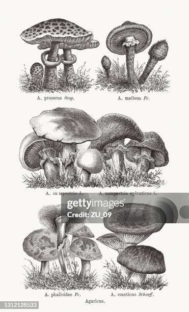agaricus, wood engravings, published in 1893 - agaricus silvaticus stock illustrations