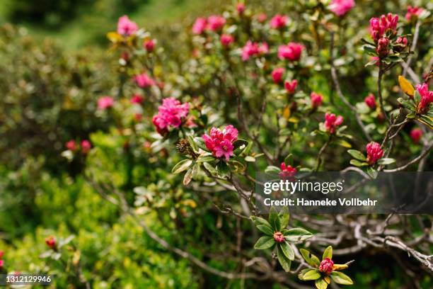 rhododendron ferrugineux in the austrian alps - vorarlberg imagens e fotografias de stock