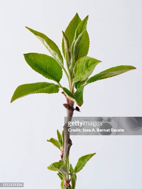 leaves of a twig of apple tree in spring on a white background. - apple tree 個照片及圖片檔