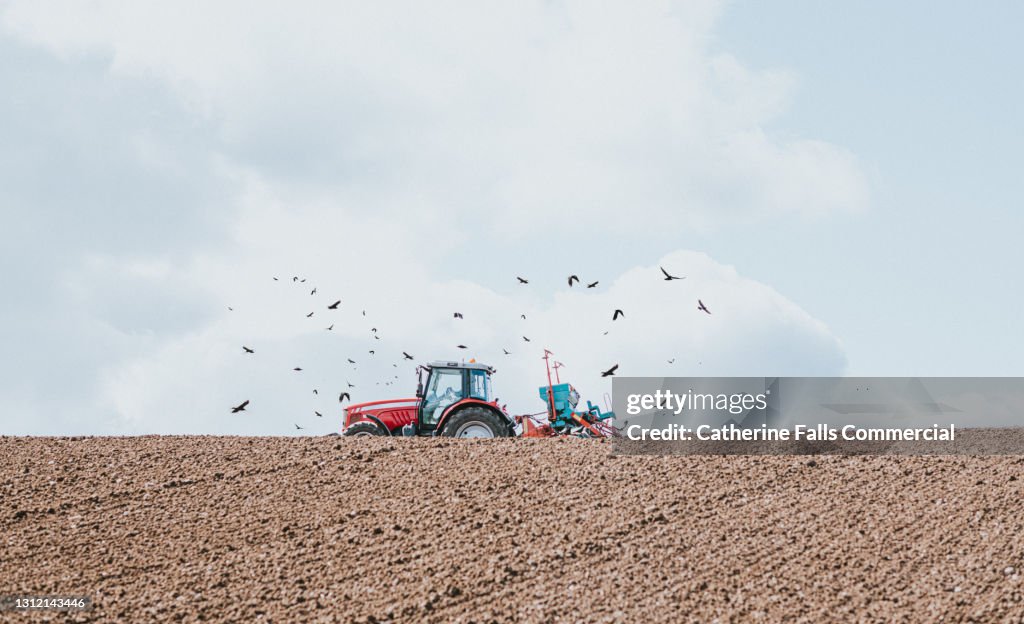 A red tractor pulls a seeder and sows barley seeds while opportunistic crows surround the tractor