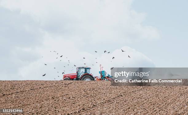 a red tractor pulls a seeder and sows barley seeds while opportunistic crows surround the tractor - crow bird 個照片及圖片檔