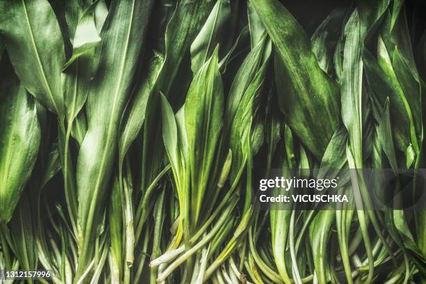 close up of green wild garlic leaves. top view. - ramson stock-fotos und bilder