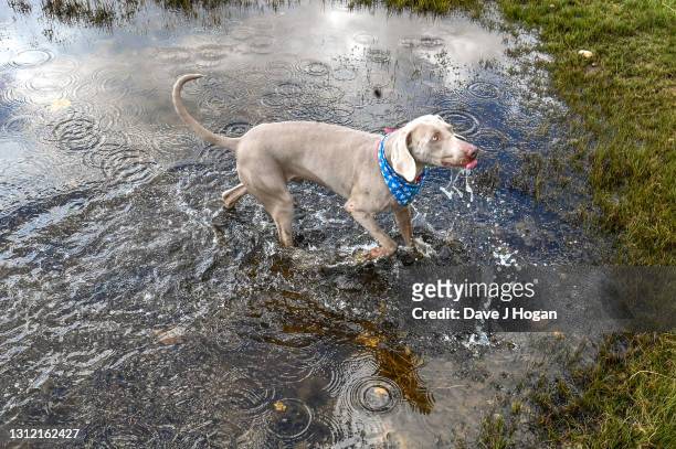 Weimaraner dog splashes in a pond on Walberswick beach on April 12, 2021 in Suffolk, United Kingdom.