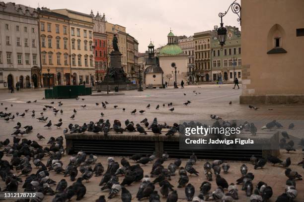 pigeons in the market square in krakow. - rynek glowny square stock-fotos und bilder