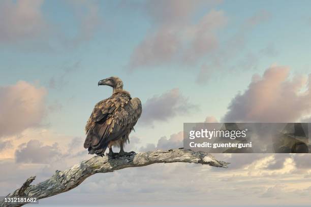 african white-backed vulture, gyps africanus, selous game reserve, tanzania - scavenging stock pictures, royalty-free photos & images