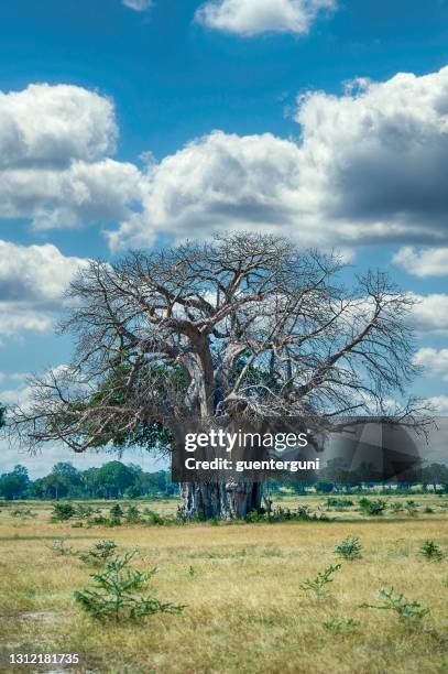 afrikaanse baobab boom savanne van selous game reserve, tanzania - selous game reserve stockfoto's en -beelden