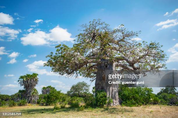 afrikaanse baobab boom savanne van selous game reserve, tanzania - selous game reserve stockfoto's en -beelden