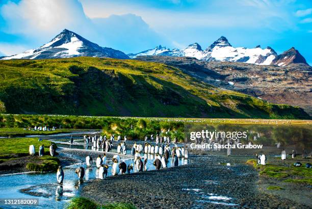 south georgia king penguin colony - king penguin imagens e fotografias de stock