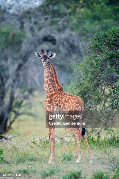 de giraf van masai van de baby in selous wildreservaat, tanzania - selous game reserve stockfoto's en -beelden