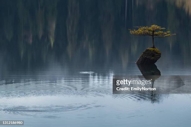 little tree at fairy lake - single tree stock pictures, royalty-free photos & images